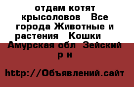 отдам котят крысоловов - Все города Животные и растения » Кошки   . Амурская обл.,Зейский р-н